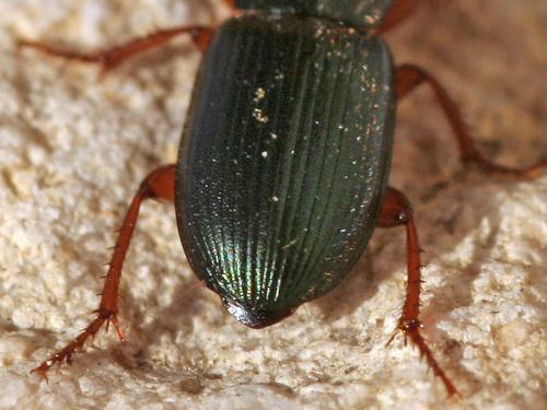 Réf. 43 122 : Ophonus azureus