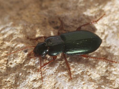 Réf. 43 123 : Ophonus azureus