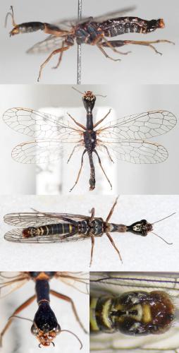 Réf. 43 895 : Xanthostigma xanthostigma