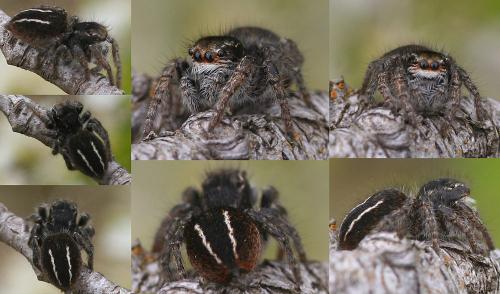 Philaeus chrysops