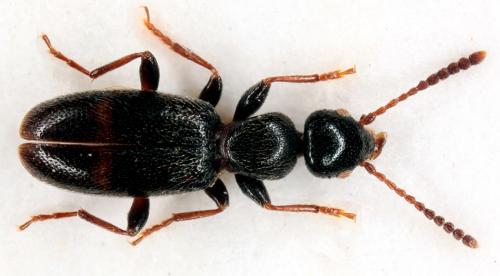 Anthicus tristis