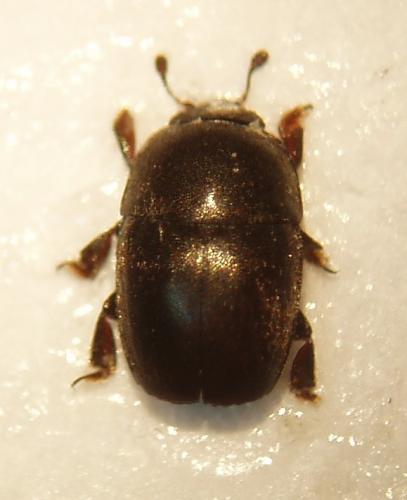 Meligethes sp.