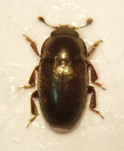 Meligethes sp.