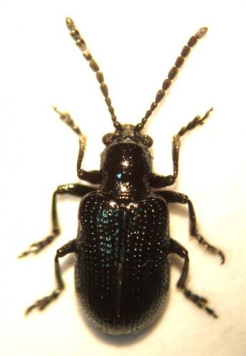 Réf. 43 784 : Oulema gallaeciana