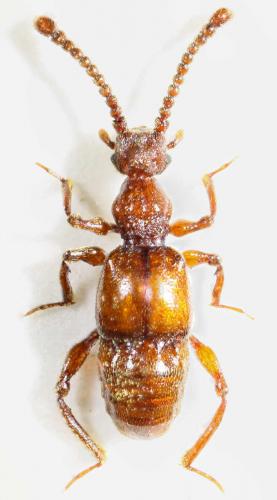 Réf. 43 998 : Batrisus formicarius
