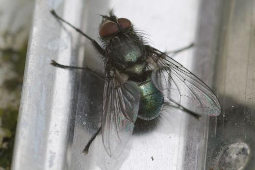 Réf. 43 641 : Bellardia sp.