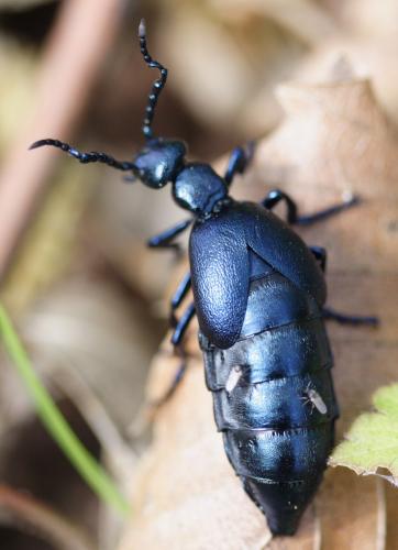 Réf. 43 612 : Meloe violaceus