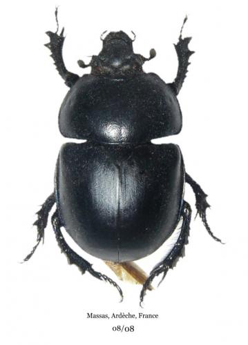 Réf. 43 581 : Trypocopris vernalis
