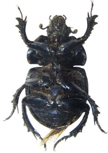 Trypocopris vernalis