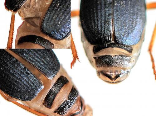 Brachinus crepitans