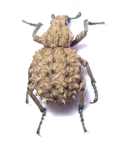 Brachycerus sp.