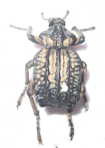 Brachycerus undatus