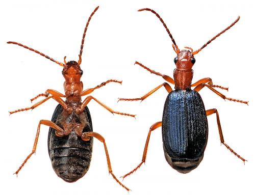 Brachinus crepitans