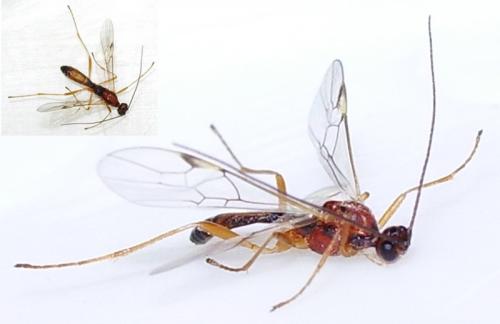 Rogadinae