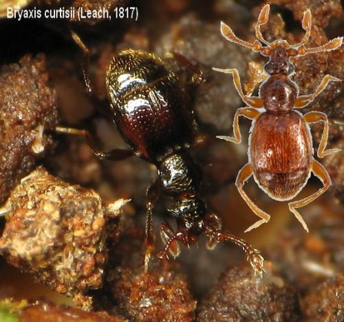 Réf. 43 691 : Bryaxis curtisii