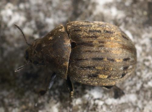 Byrrhus sp.