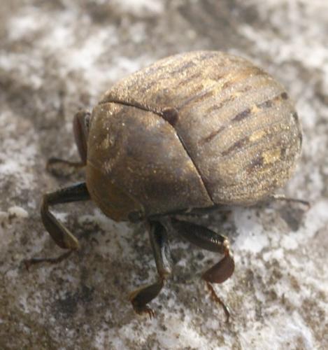 Byrrhus sp.