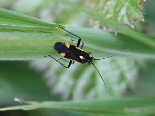 Capsodes sulcatus