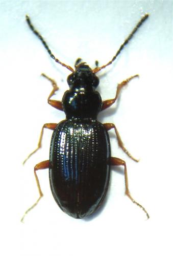 Réf. 43 350 : Bembidion deletum