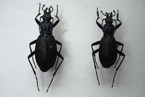 Carabus intricatus