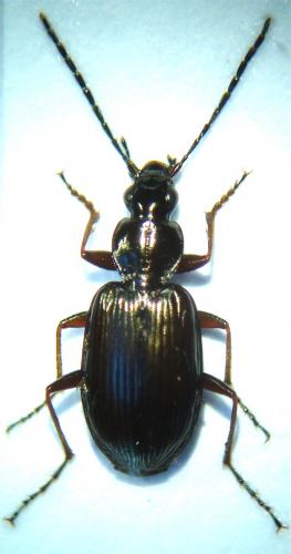 Agonum micans