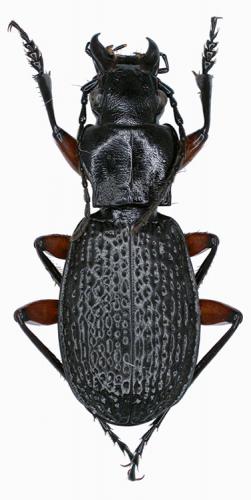 Pterostichus drescheri