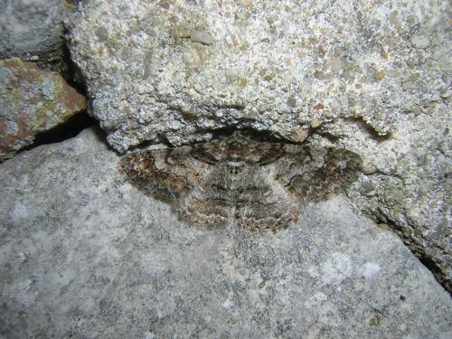 Réf. 43 328 : Cleora cinctaria