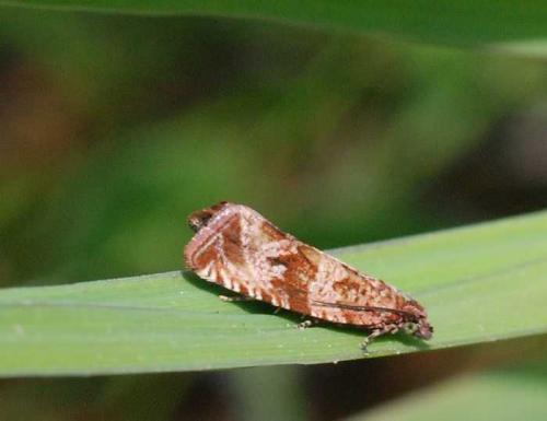 Celypha cespitana
