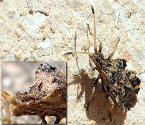 Centrocoris variegatus