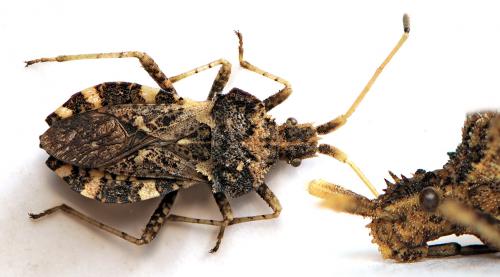Centrocoris variegatus