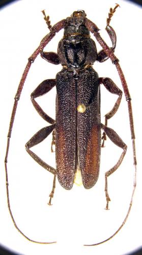 Xystrocera sp.