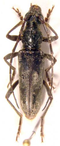 Réf. 43 216 : Derolus arciferus