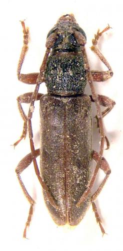 Sudreana rugosa