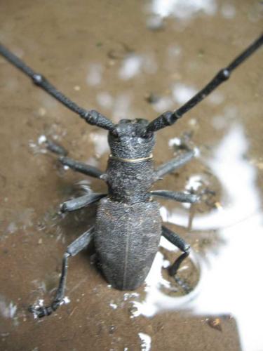 Morimus asper