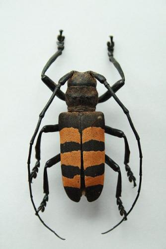 Réf. 43 994 : Analeptes trifasciata