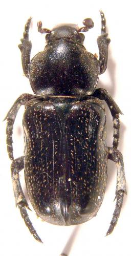 Arielina sp.