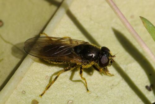Cheilosia sp.