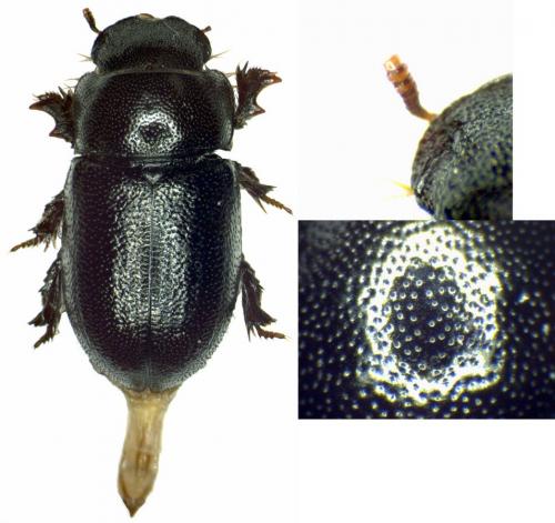 Cheirodes sp.