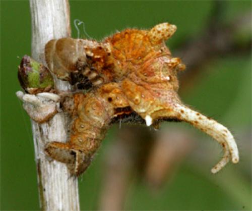 Apeira syringaria