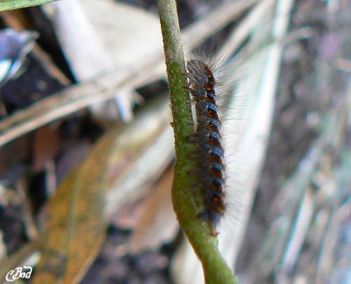 Lasiocampa quercus