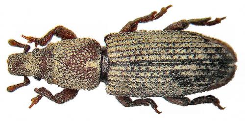 Réf. 43 985 : Choerorhinus squalidus