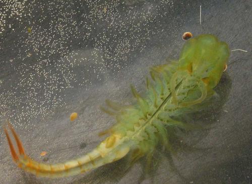 Réf. 43 088 : Chirocephalus diaphanus