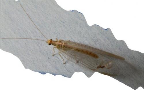 Chrysoperla carnea