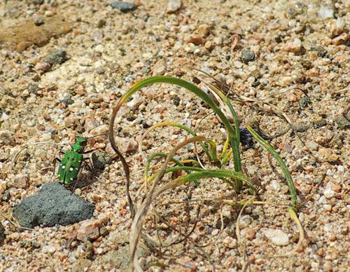 Cicindela campestris nigrita