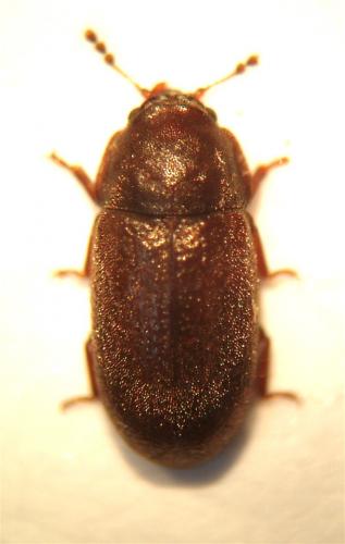 Cis sp.