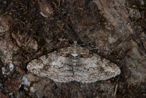 Réf. 43 876 : Cleora cinctaria