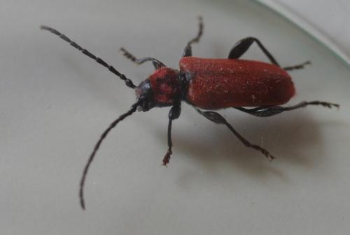 Pyrrhidium sanguineum