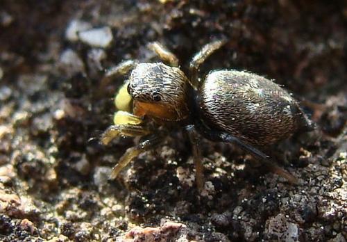 Heliophanus tribulosus