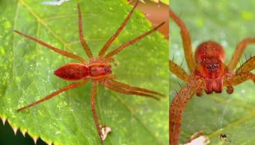 Dolomedes sp.