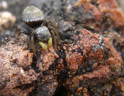 Heliophanus tribulosus